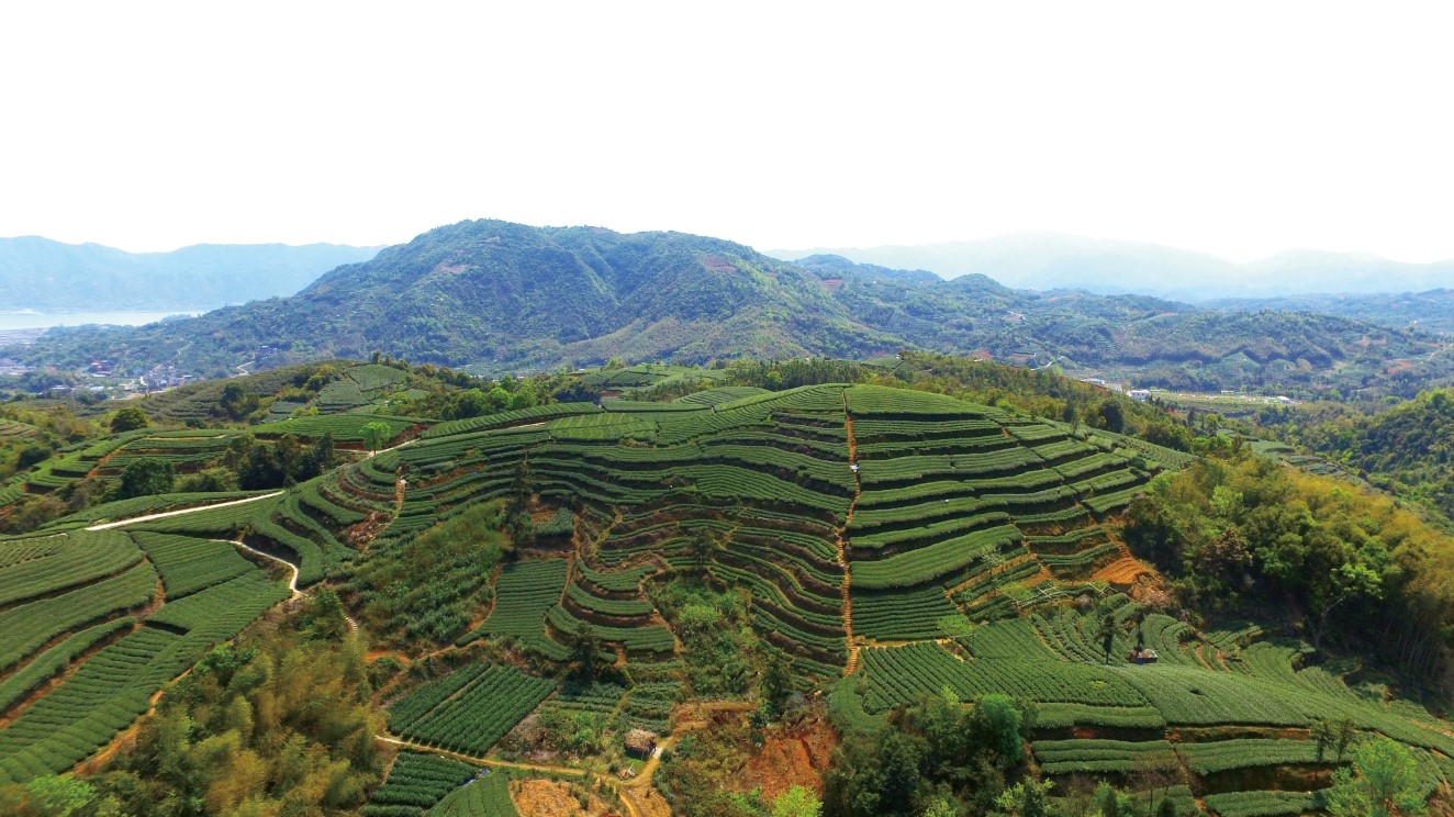 福建经视《今晚八闽》直播“嘉木缘 福香茶 游子心”嘉木福白茶特别节目